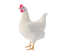 Ломан Уайт